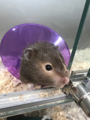 To let my hamster be a house hamster?