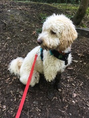 Cockapoo breeder