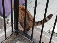 Next door's -thug- cat