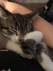 One or two kittens