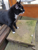 'Adopt don't shop' - tell me about your rescue cats