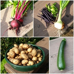 Allotment/Veg Patch Thread 14 ! growing into summer