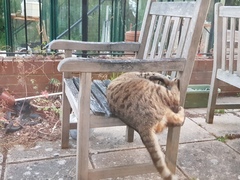 Next door's -thug- cat