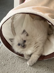 Ragdoll kittens update thread