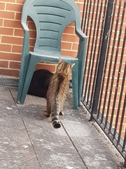 Next door's -thug- cat