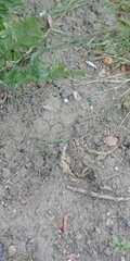 Gardening advice for a complete beginner!!