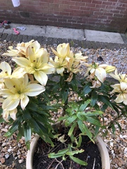 Lily beetle. I have one damaged and one untouched lily.