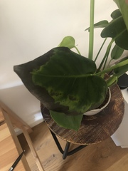 House plant (monstera deliciosa) browning on one leaf... any ideas?