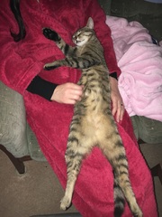 Tell me about cats...