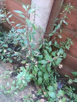Weed ID please