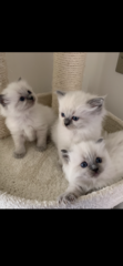 Ragdoll kittens update thread