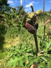 Is this rhubarb?