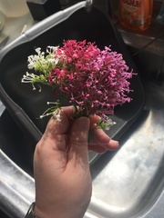 What flowers are these?