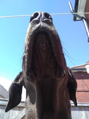 My husband bathed the dog and.....