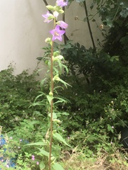 Another plant ID