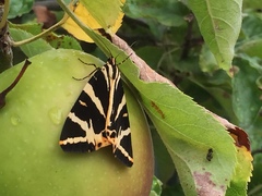 Any butterfly or moth experts??  What is this???