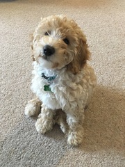 Cockapoo breeder