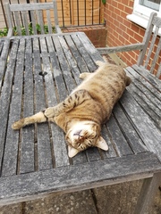 Next door's -thug- cat