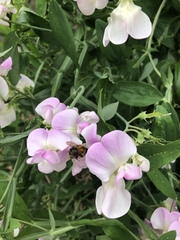 Any Witches Here? Part 9.