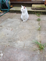 'Adopt don't shop' - tell me about your rescue cats