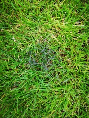 Black/purple spores?