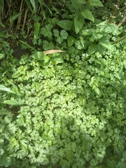 What is this weed taking over my garden?!