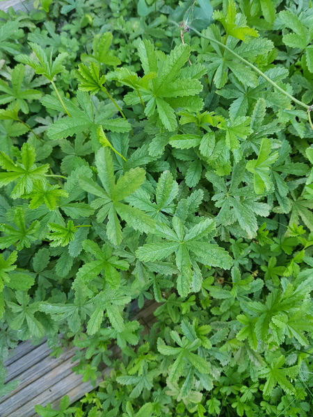 Why is this weed everywhere and how do I get rid of it???