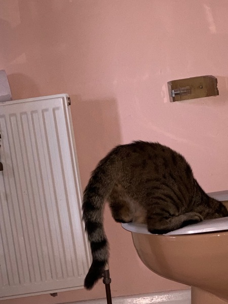 Next door's -thug- cat