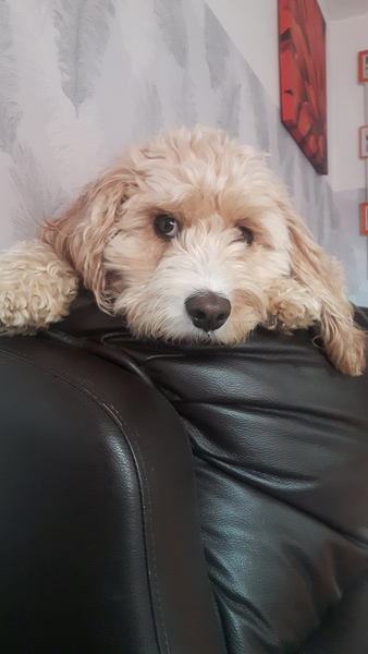 Mumsnet users share how their dog helped them and their family