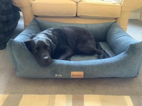 Want to test a Sleepeezee personalised dog bed? Sign up here! - NOW CLOSED