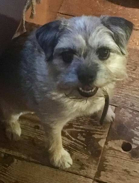 Opinions on terriers or other people focused small breeds?
