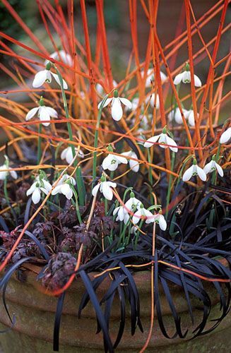 Autumn/Winter container gardening