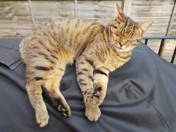 Next door's -thug- cat