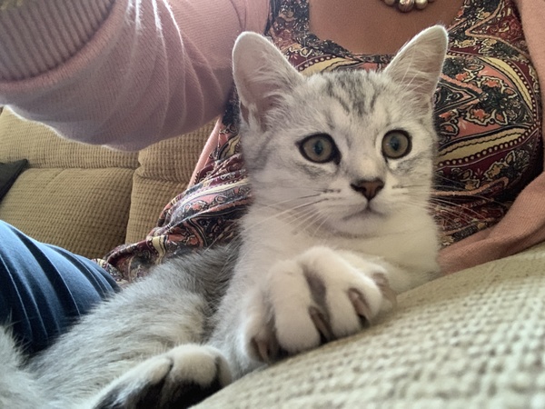 Most affectionate cat ever