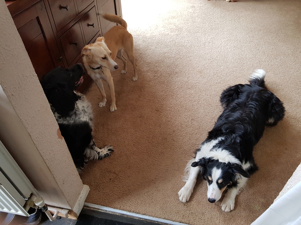 Next door's -thug- cat