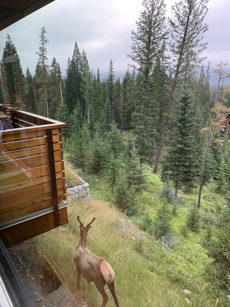 Anybody live or used to live by woods/forrest and/or open water?
