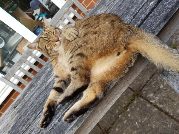 Next door's -thug- cat