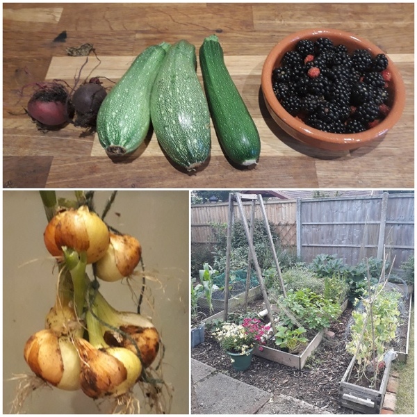 Allotment/Veg Patch Thread 14 ! growing into summer
