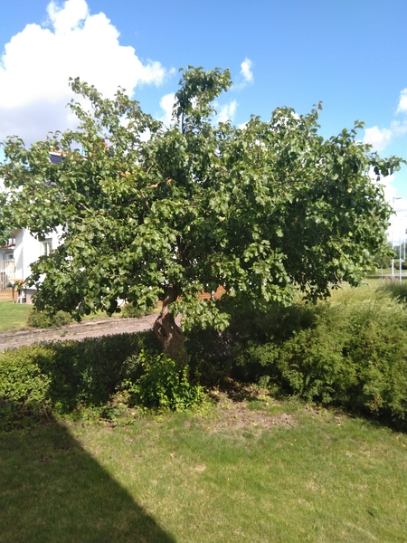 Westminstenders: A photo opportunity