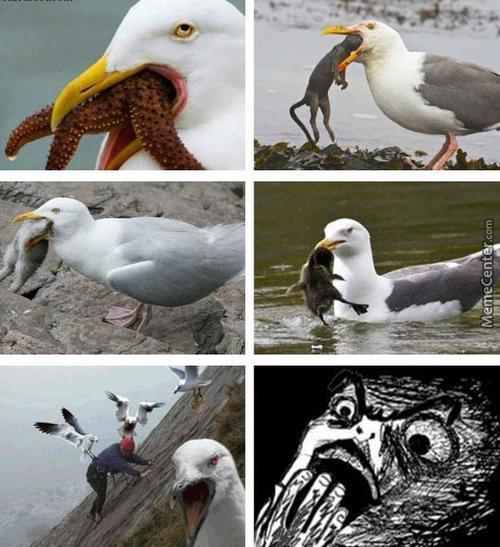 AIBU to wonder if a seagull could really steal a chihuahua????