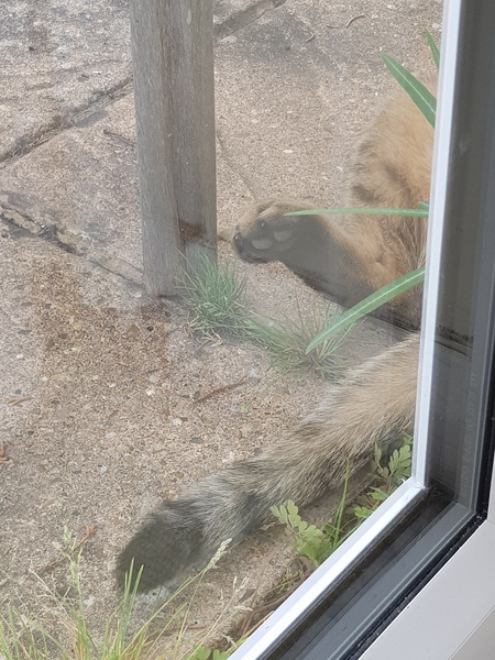 Next door's -thug- cat