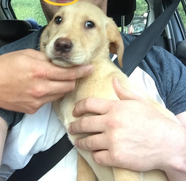 Name for new puppy