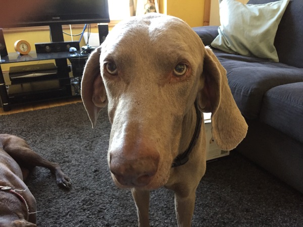 It's International Dog Day! Show us your lovely dogs.