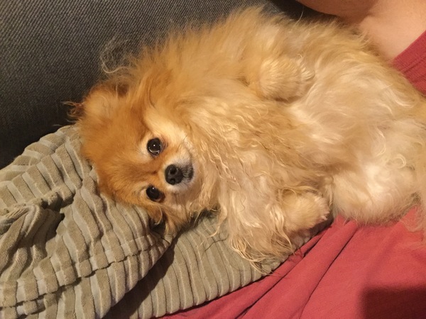 It's International Dog Day! Show us your lovely dogs.