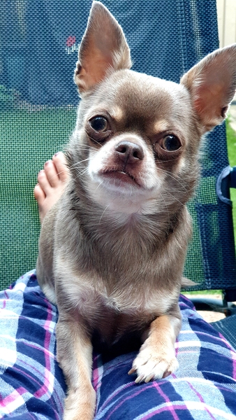 It's International Dog Day! Show us your lovely dogs.