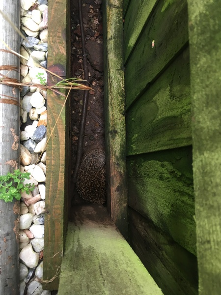 Any hedgehog experts?