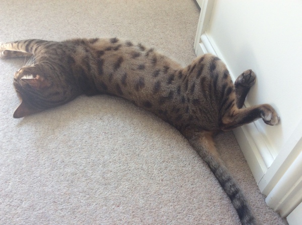 Pilling the cat: 100 easy steps