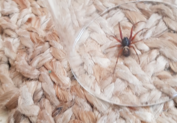 Go home spider. Go home!