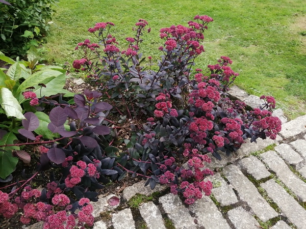 Does anyone know what plant this is please?