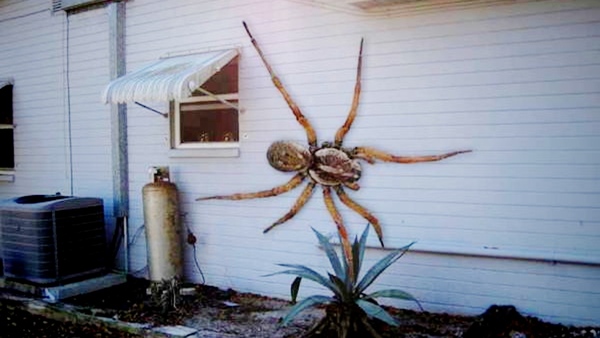 NOOOO SOMETHING TERRIBLE JUST HAPPENED! **spider picture and baby****